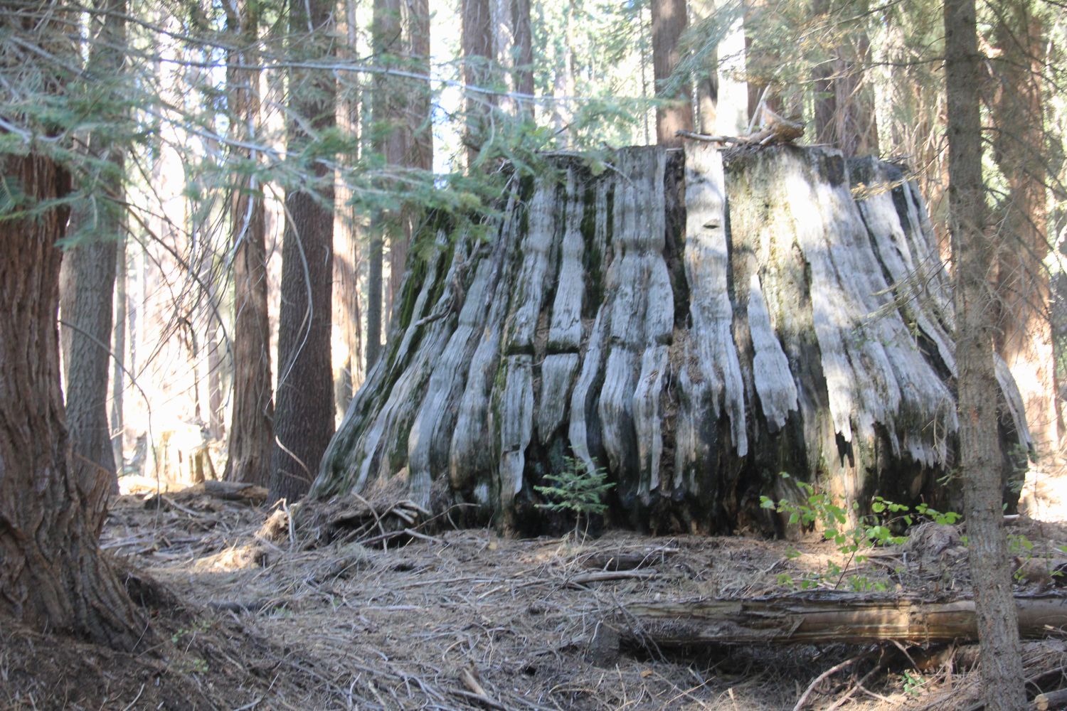 Big Stump Hike 